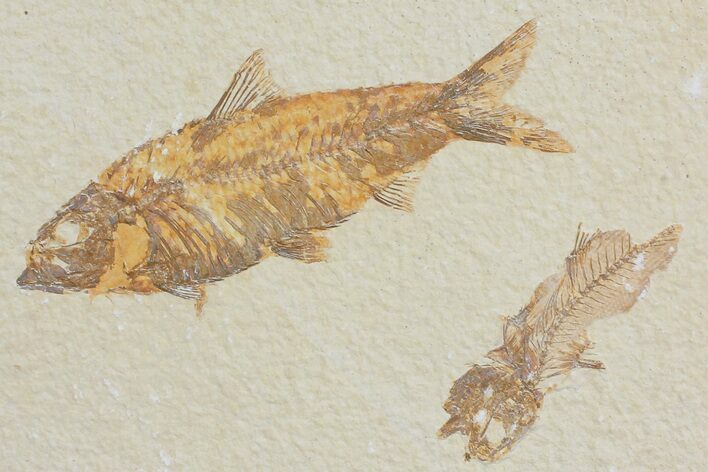 Detailed Fossil Fish (Knightia) W/Partial Amphiplaga - Wyoming #176404